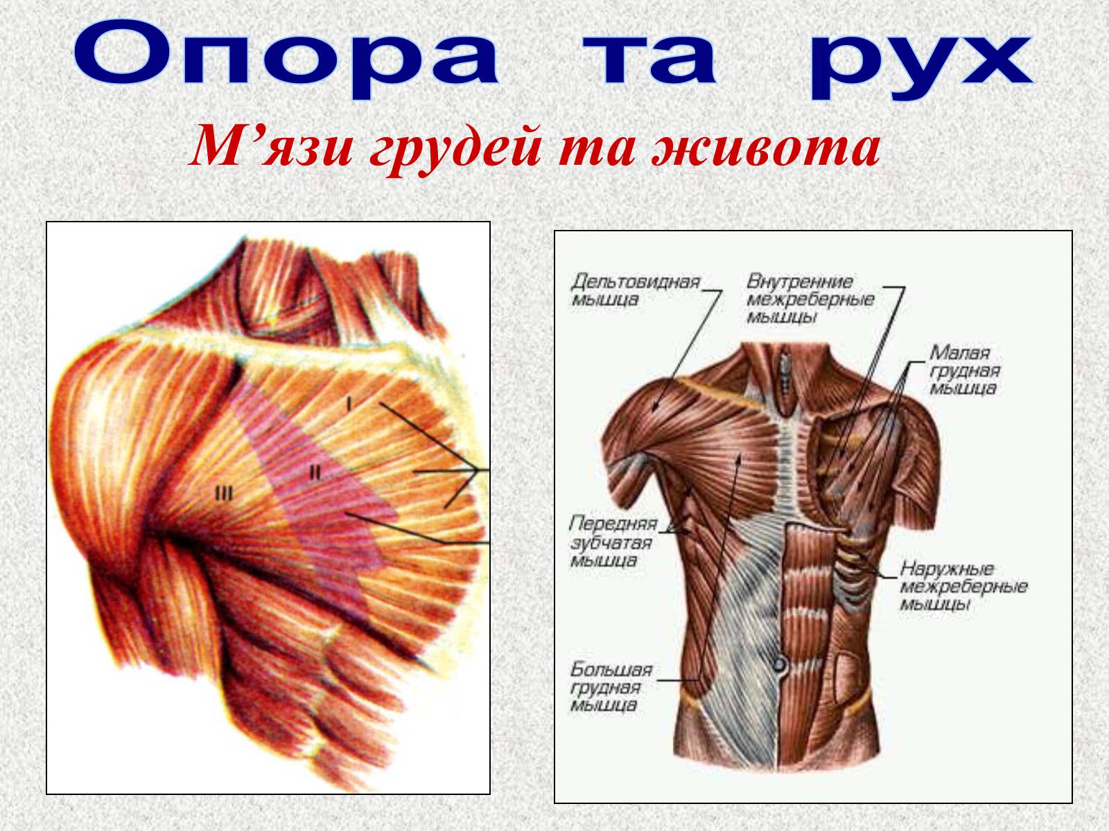 Презентація на тему «Опорно-рухова система людини» - Слайд #83 Презентація на тему «Опорно-рухова система людини» - Слайд #83
