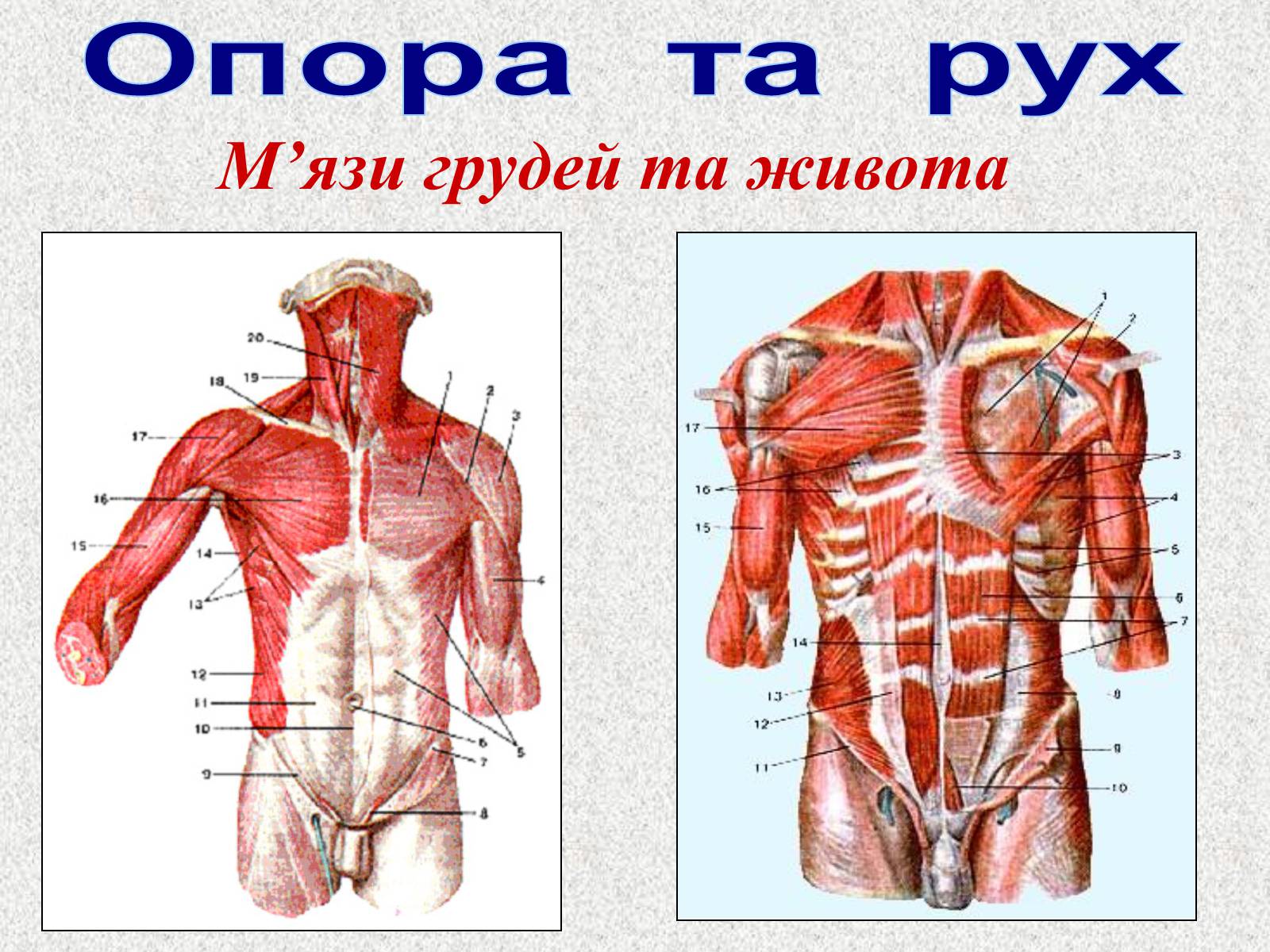 Презентація на тему «Опорно-рухова система людини» - Слайд #84 Презентація на тему «Опорно-рухова система людини» - Слайд #84