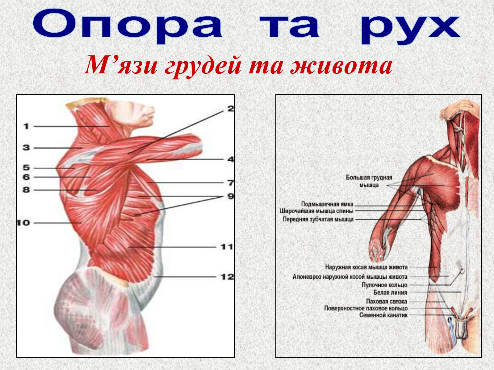 Презентація на тему «Опорно-рухова система людини» - Слайд #86 Презентація на тему «Опорно-рухова система людини» - Слайд #86