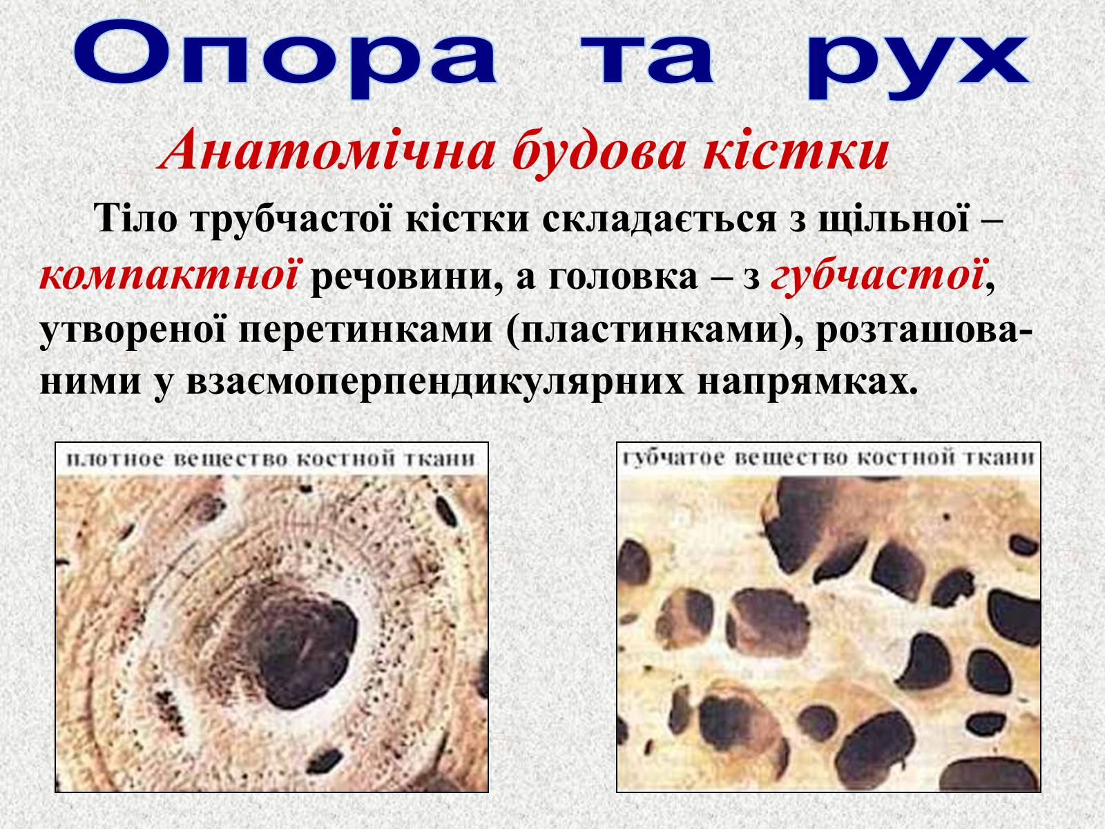 Презентація на тему «Опорно-рухова система людини» - Слайд #9 Презентація на тему «Опорно-рухова система людини» - Слайд #9