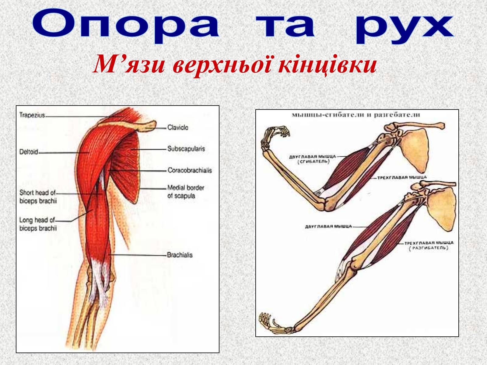Презентація на тему «Опорно-рухова система людини» - Слайд #90 Презентація на тему «Опорно-рухова система людини» - Слайд #90
