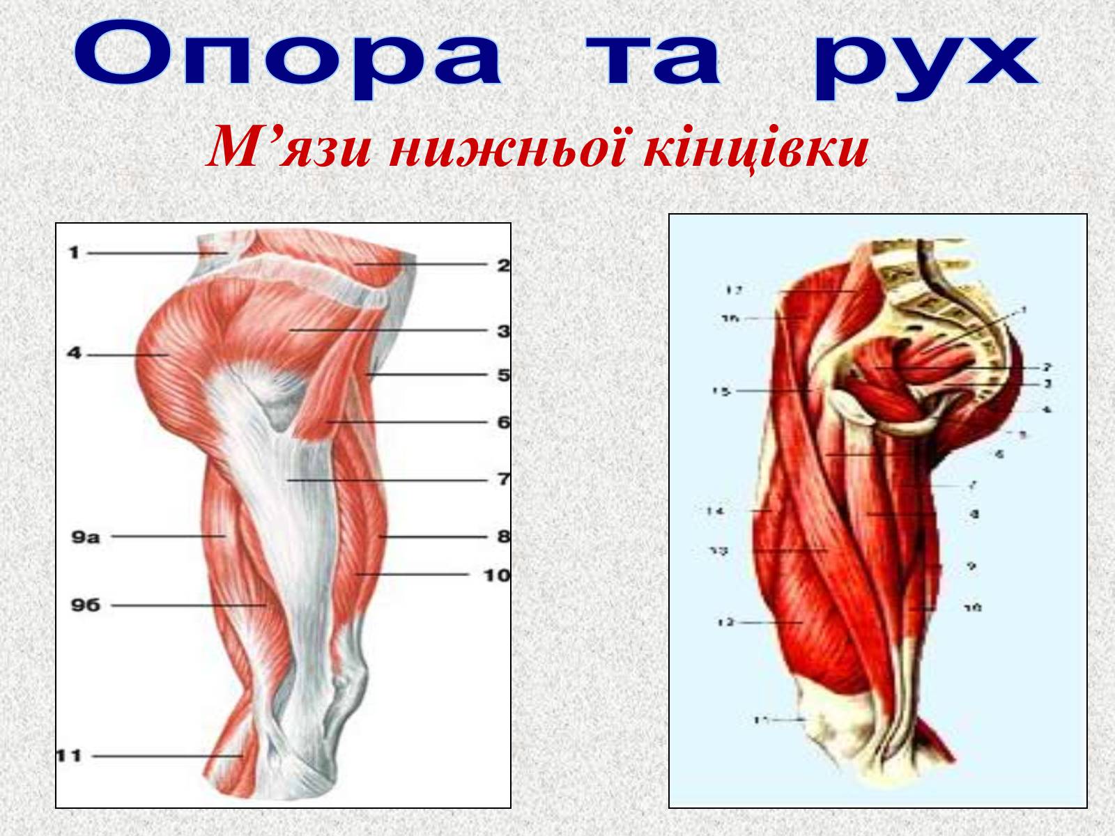 Презентація на тему «Опорно-рухова система людини» - Слайд #94 Презентація на тему «Опорно-рухова система людини» - Слайд #94