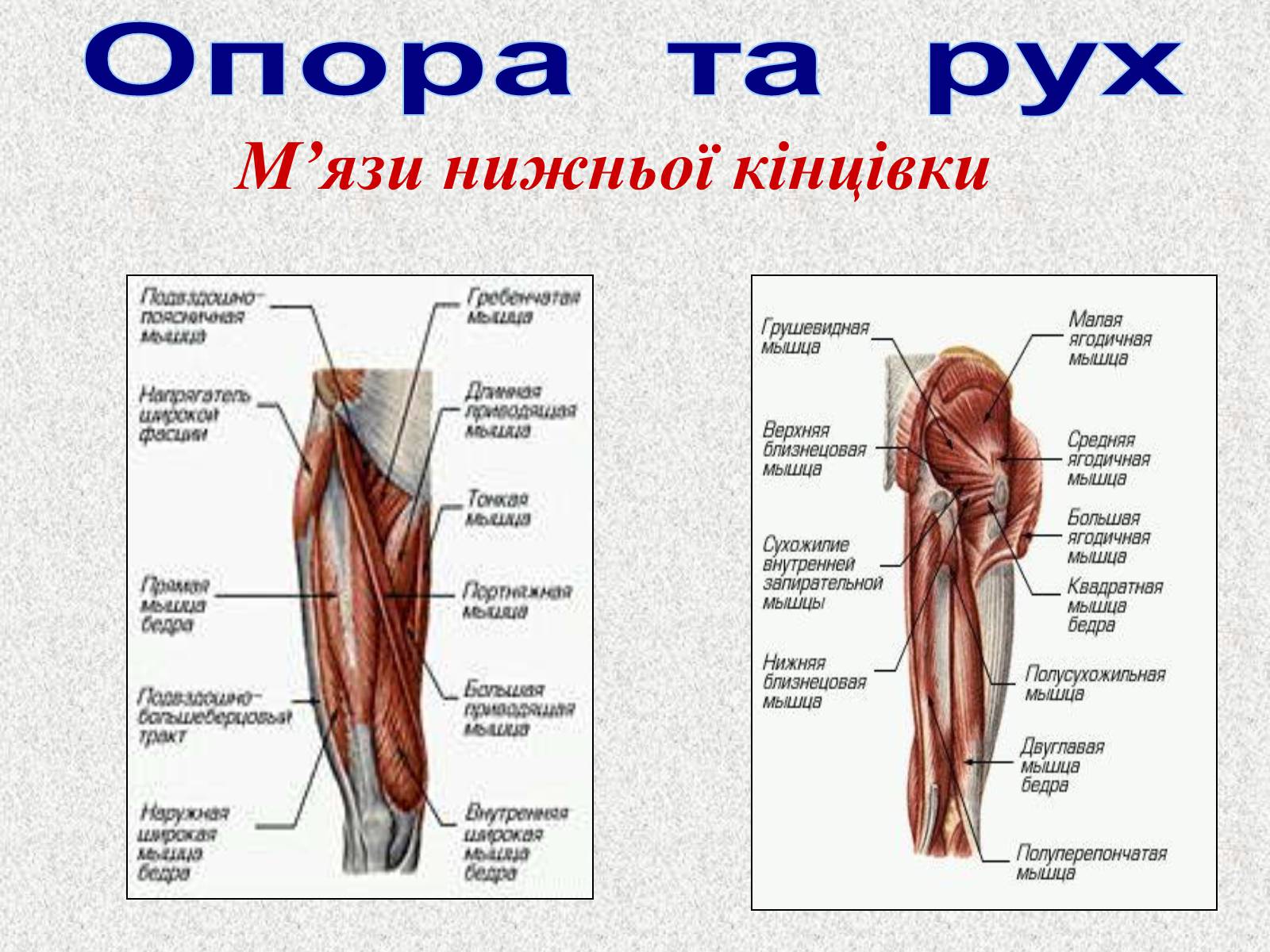 Презентація на тему «Опорно-рухова система людини» - Слайд #95 Презентація на тему «Опорно-рухова система людини» - Слайд #95
