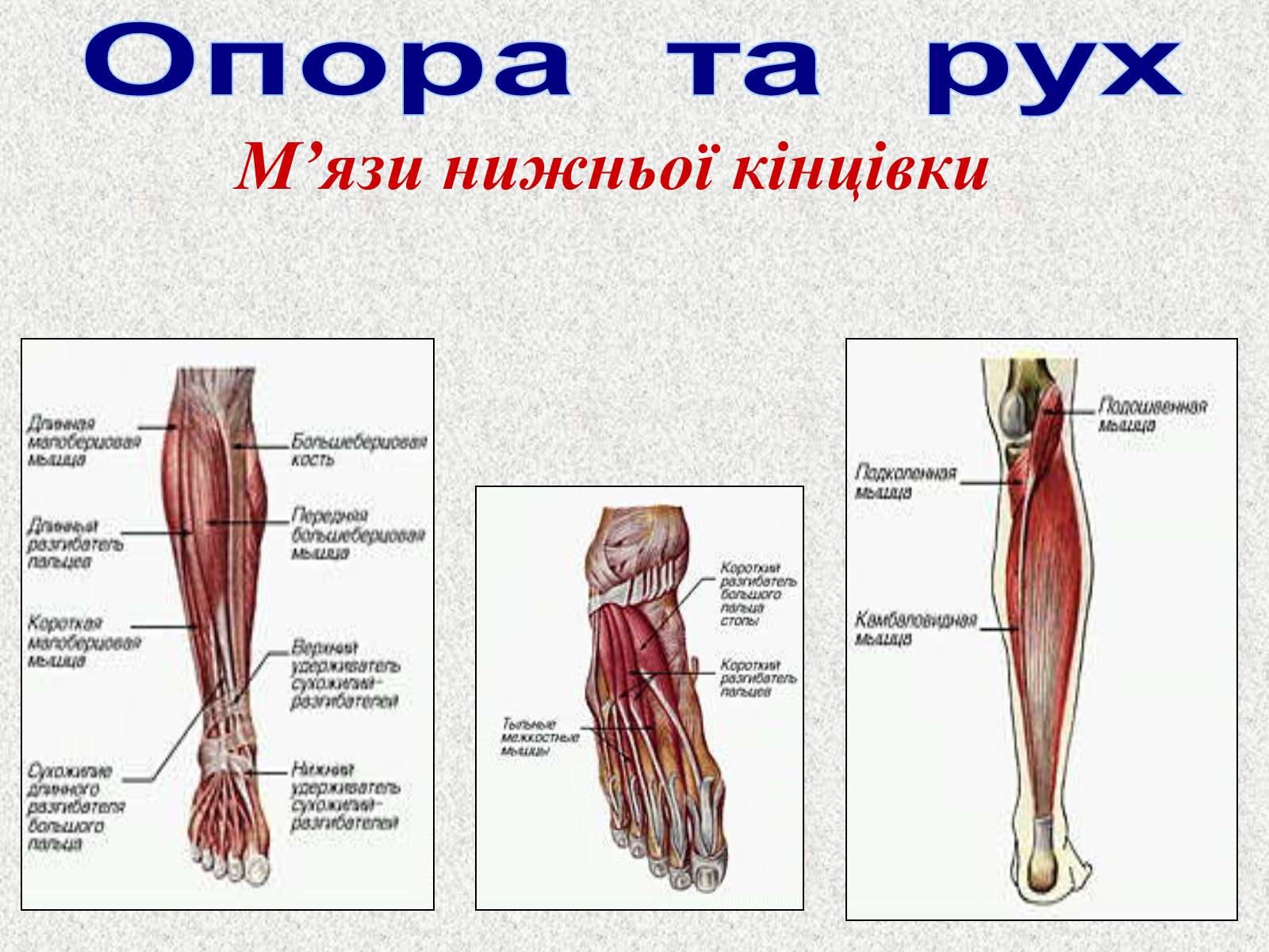 Презентація на тему «Опорно-рухова система людини» - Слайд #96 Презентація на тему «Опорно-рухова система людини» - Слайд #96