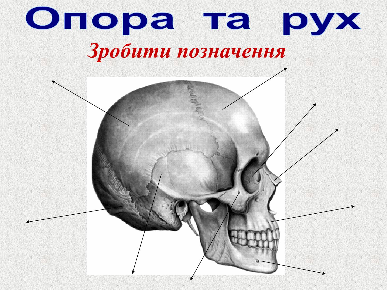Презентація на тему «Опорно-рухова система людини» - Слайд #99 Презентація на тему «Опорно-рухова система людини» - Слайд #99