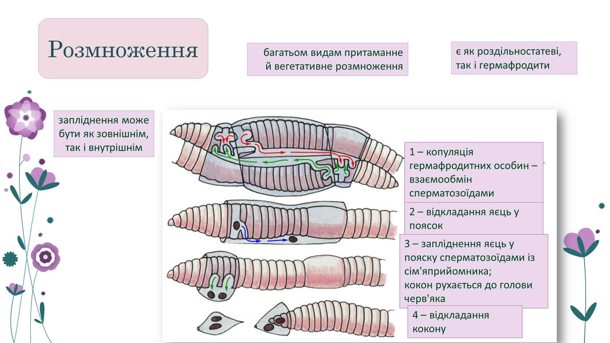 Презентація на тему «Кільчасті черви» - Слайд #13 Презентація на тему «Кільчасті черви» - Слайд #13