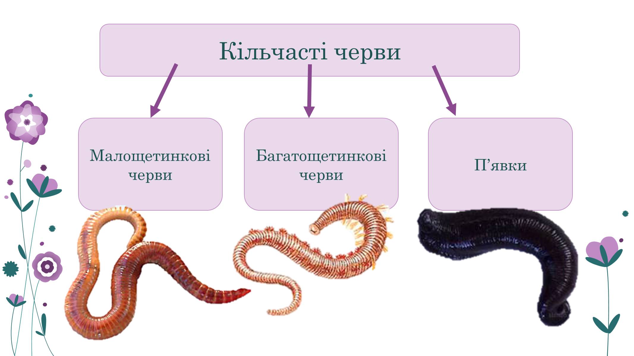 Презентація на тему «Кільчасті черви» - Слайд #15 Презентація на тему «Кільчасті черви» - Слайд #15