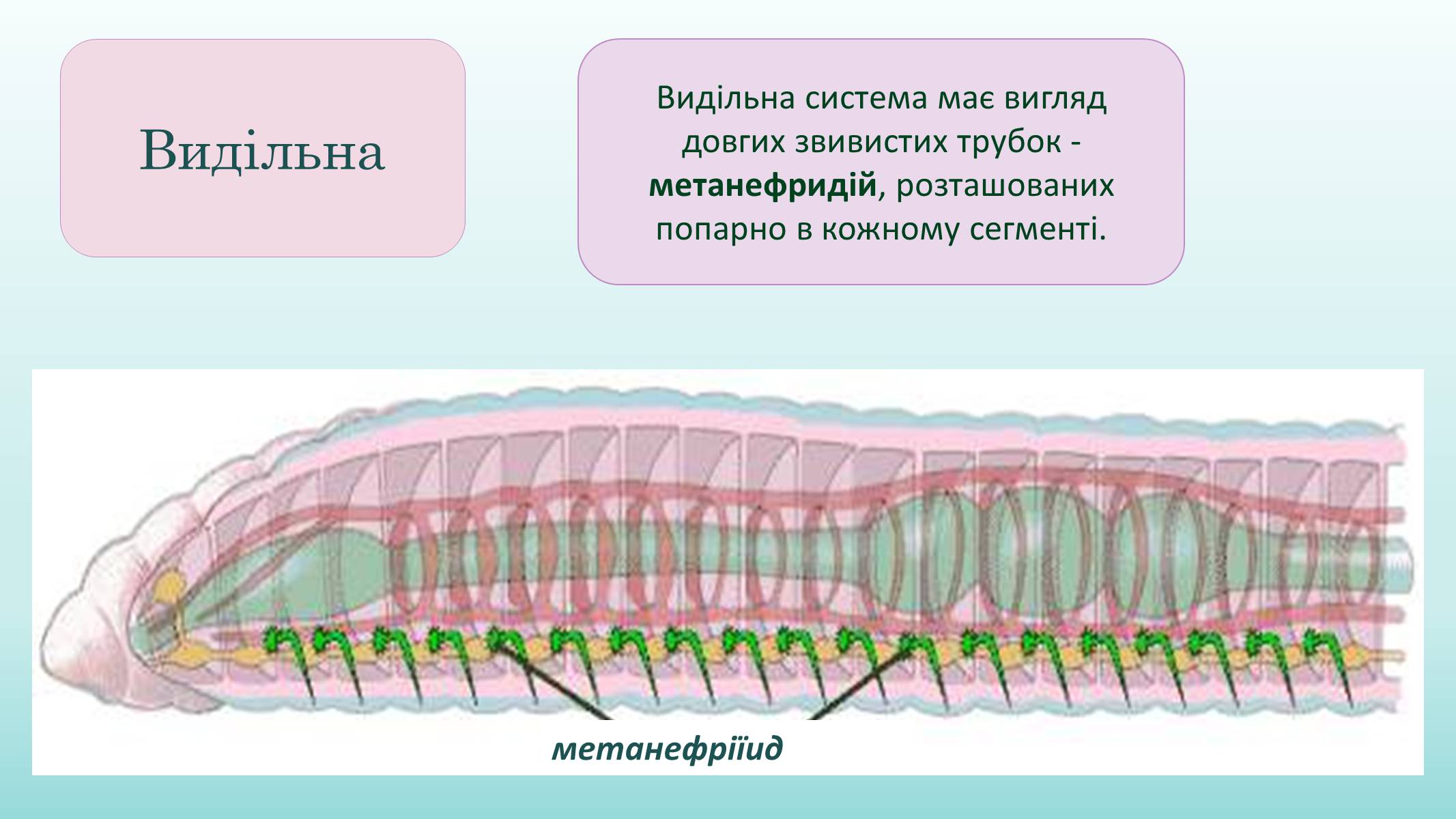 Презентація на тему «Кільчасті черви» - Слайд #7 Презентація на тему «Кільчасті черви» - Слайд #7