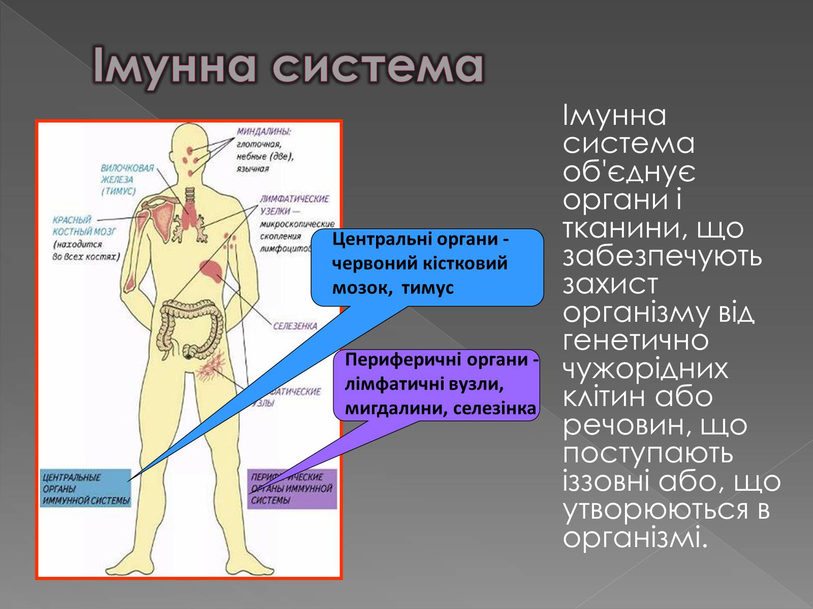 Презентація на тему «Імунітет» (варіант 1) - Слайд #12 Презентація на тему «Імунітет» (варіант 1) - Слайд #12