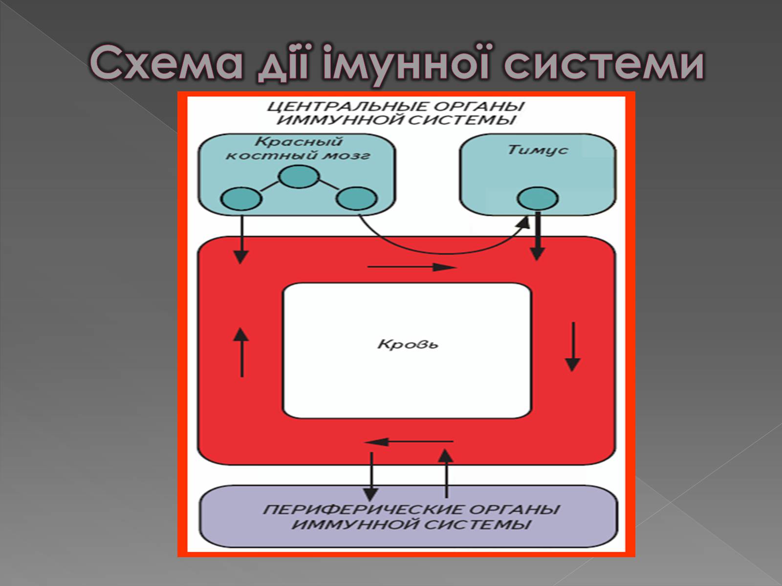 Презентація на тему «Імунітет» (варіант 1) - Слайд #13 Презентація на тему «Імунітет» (варіант 1) - Слайд #13