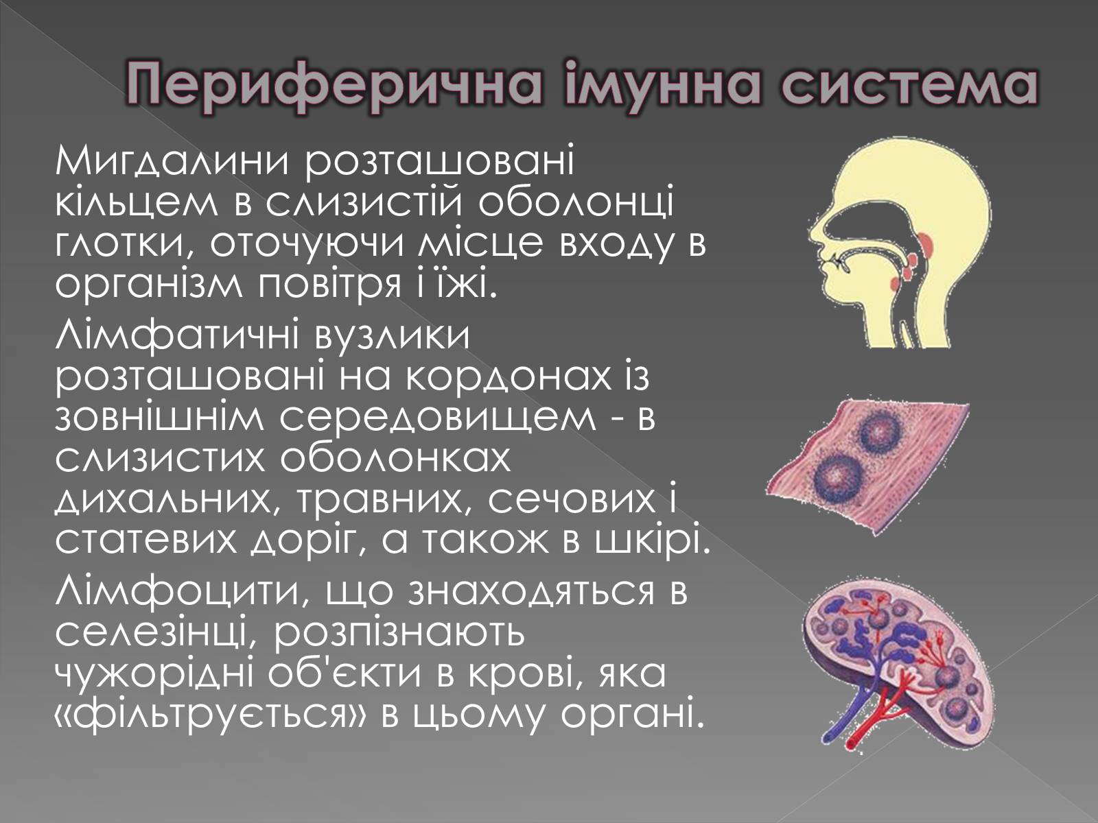 Презентація на тему «Імунітет» (варіант 1) - Слайд #14 Презентація на тему «Імунітет» (варіант 1) - Слайд #14
