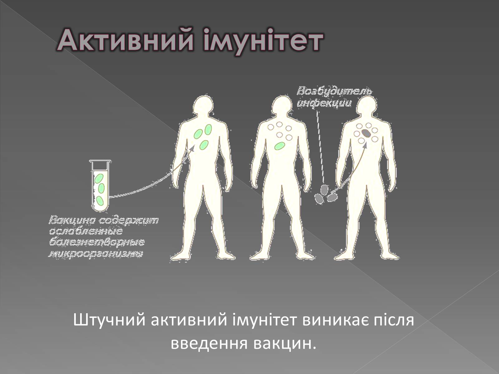 Презентація на тему «Імунітет» (варіант 1) - Слайд #16 Презентація на тему «Імунітет» (варіант 1) - Слайд #16