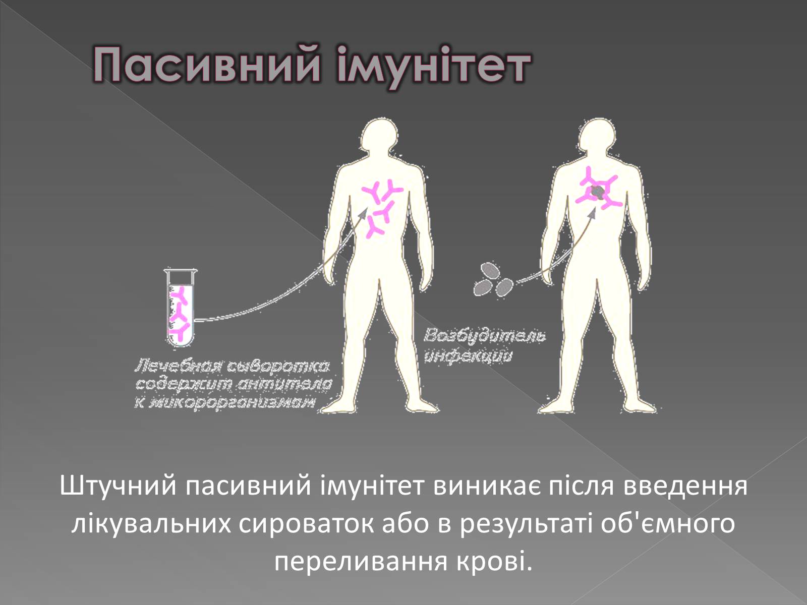 Презентація на тему «Імунітет» (варіант 1) - Слайд #18 Презентація на тему «Імунітет» (варіант 1) - Слайд #18