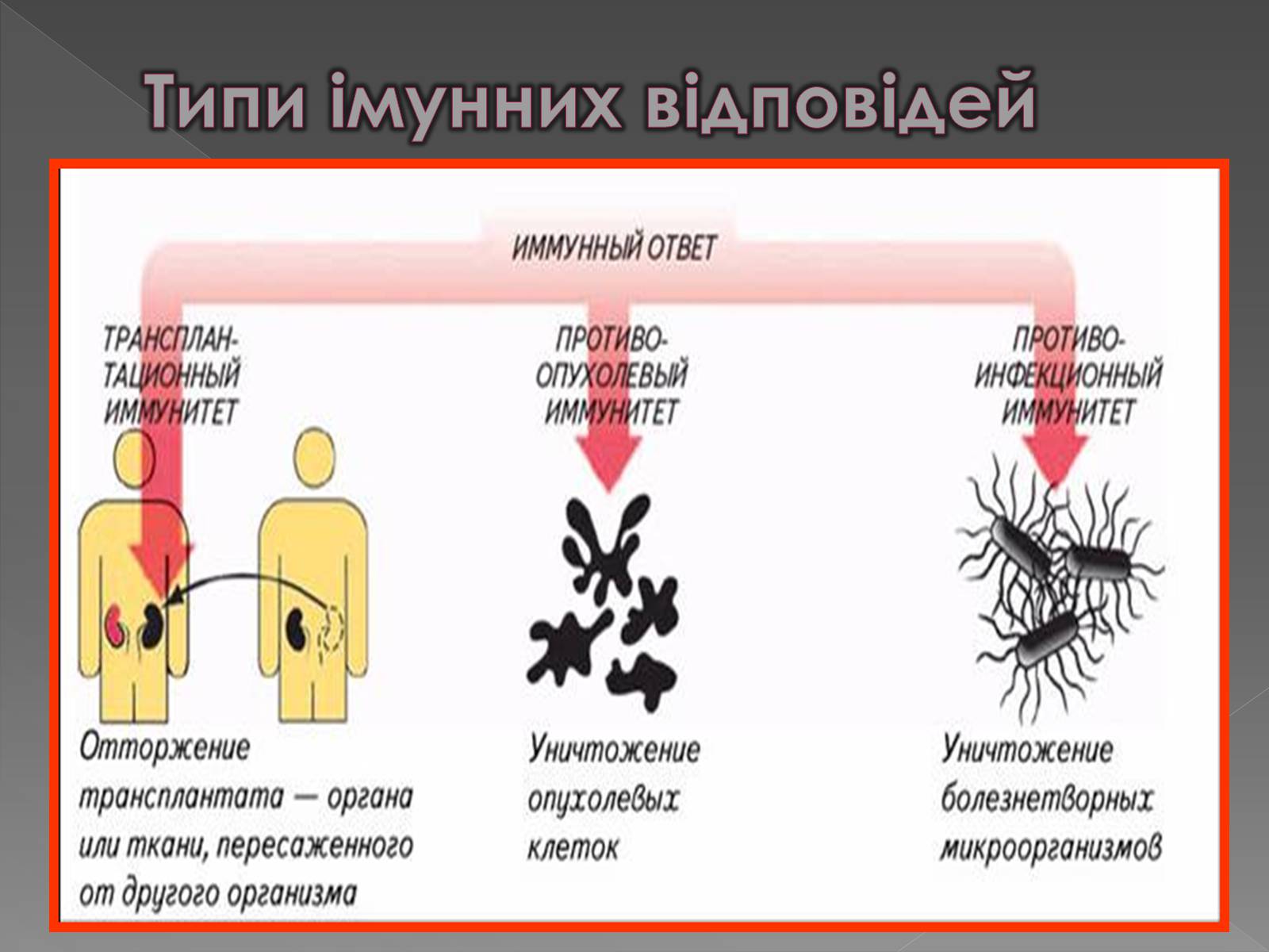 Презентація на тему «Імунітет» (варіант 1) - Слайд #20 Презентація на тему «Імунітет» (варіант 1) - Слайд #20