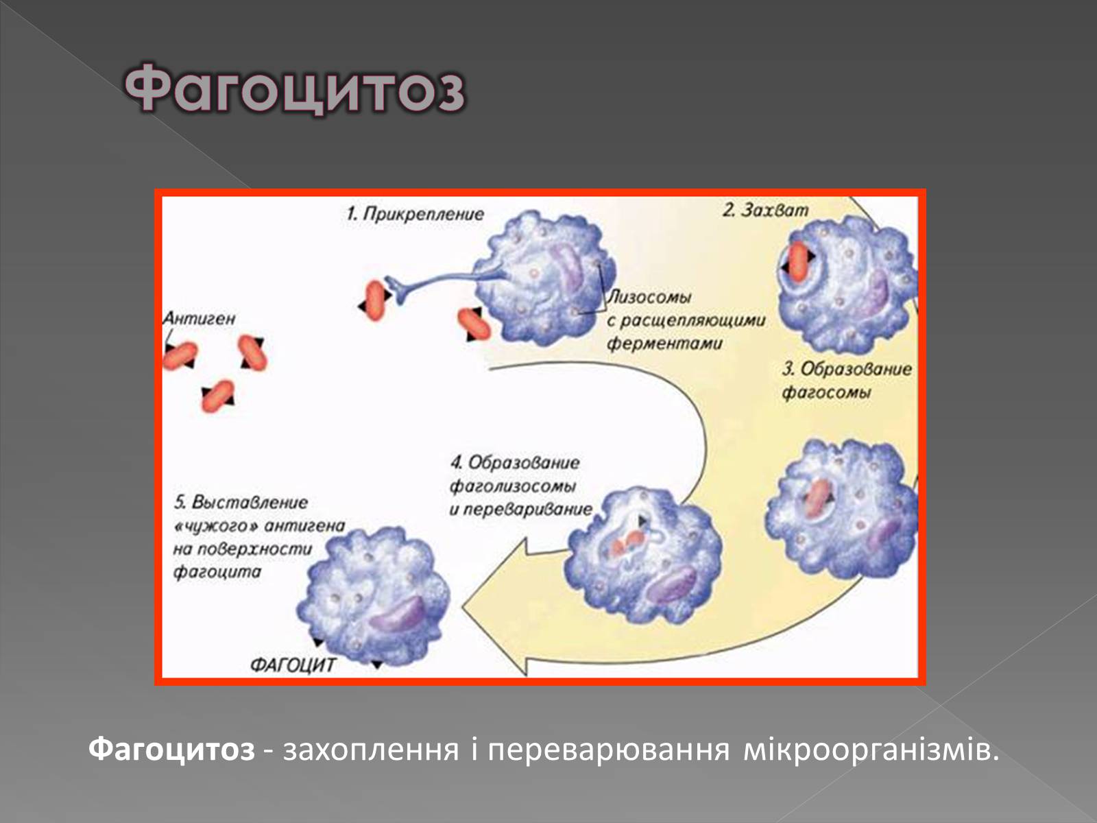 Презентація на тему «Імунітет» (варіант 1) - Слайд #6 Презентація на тему «Імунітет» (варіант 1) - Слайд #6