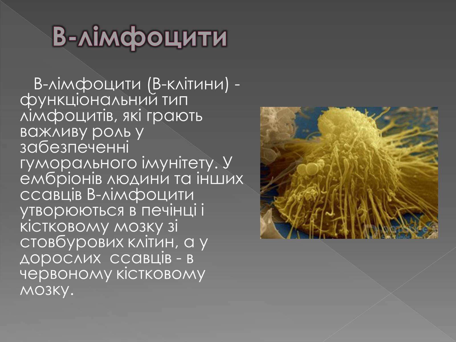 Презентація на тему «Імунітет» (варіант 1) - Слайд #8 Презентація на тему «Імунітет» (варіант 1) - Слайд #8