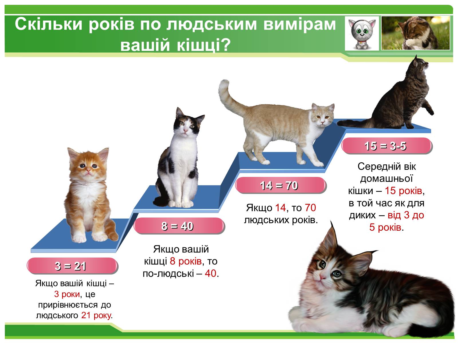 Презентація на тему «Коти» - Слайд #2 Презентація на тему «Коти» - Слайд #2