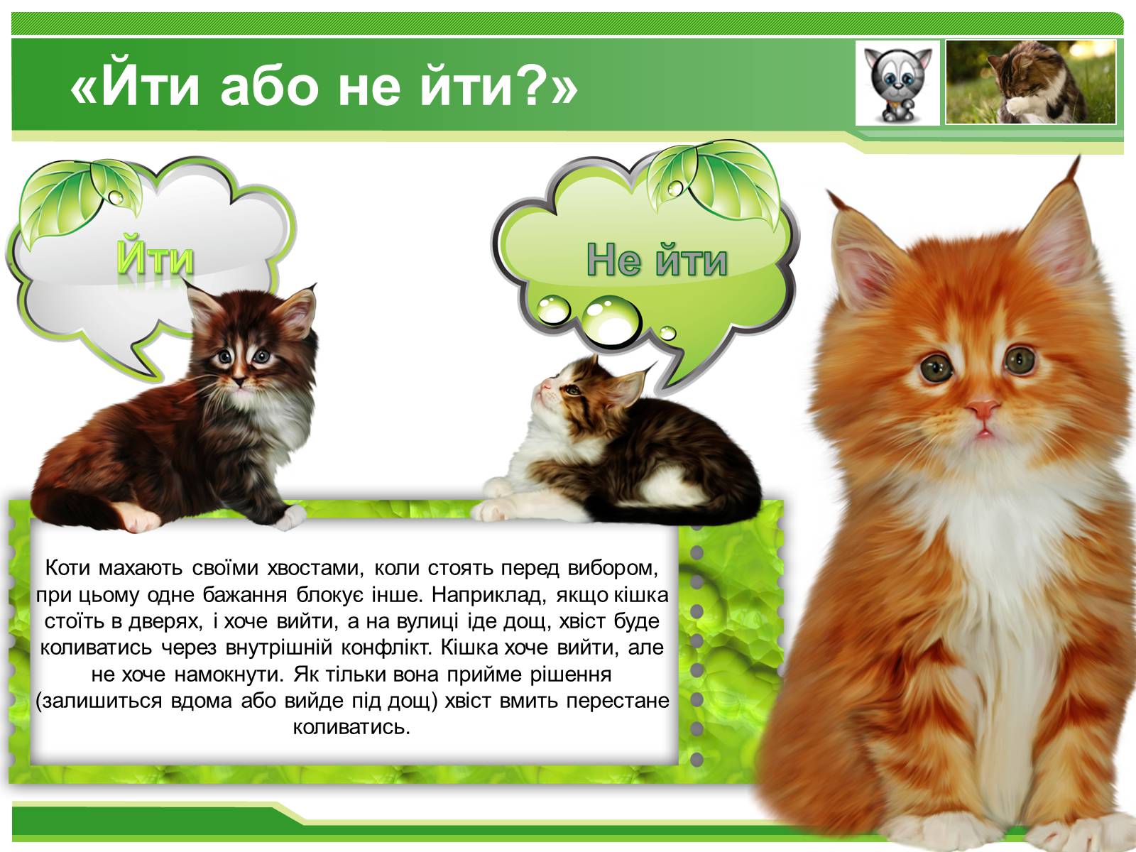 Презентація на тему «Коти» - Слайд #3 Презентація на тему «Коти» - Слайд #3