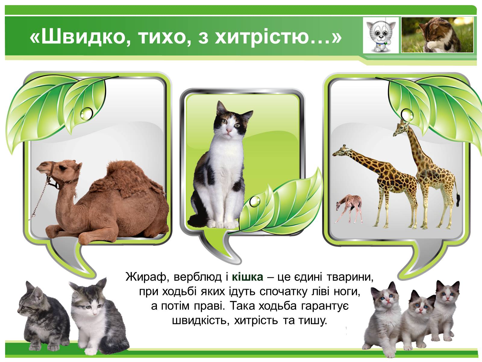 Презентація на тему «Коти» - Слайд #5 Презентація на тему «Коти» - Слайд #5