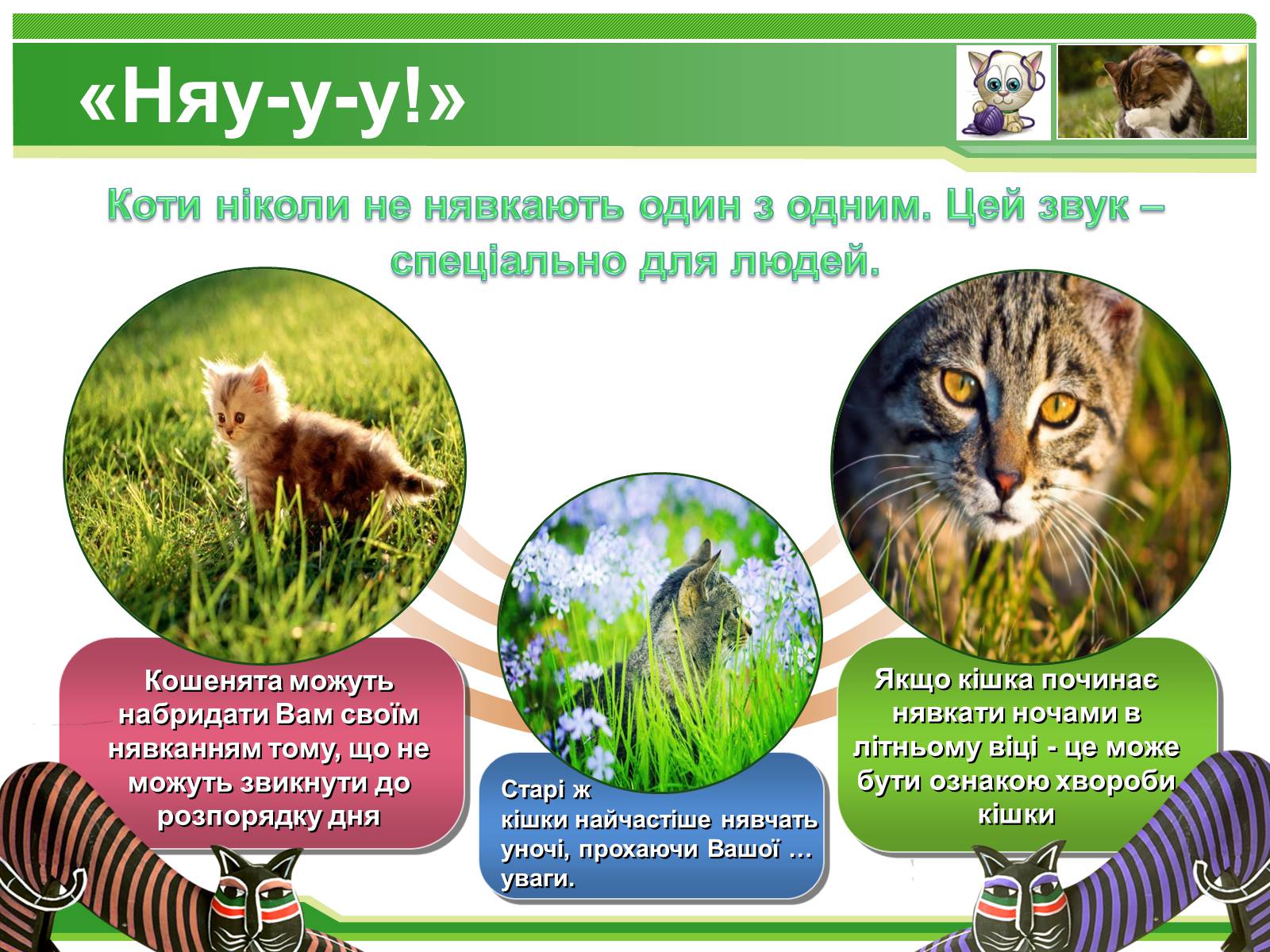 Презентація на тему «Коти» - Слайд #6 Презентація на тему «Коти» - Слайд #6