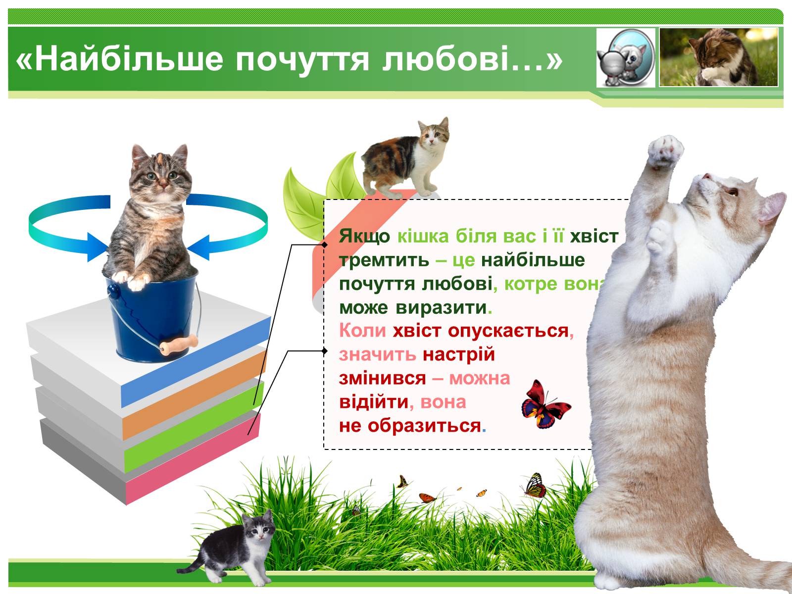 Презентація на тему «Коти» - Слайд #7 Презентація на тему «Коти» - Слайд #7