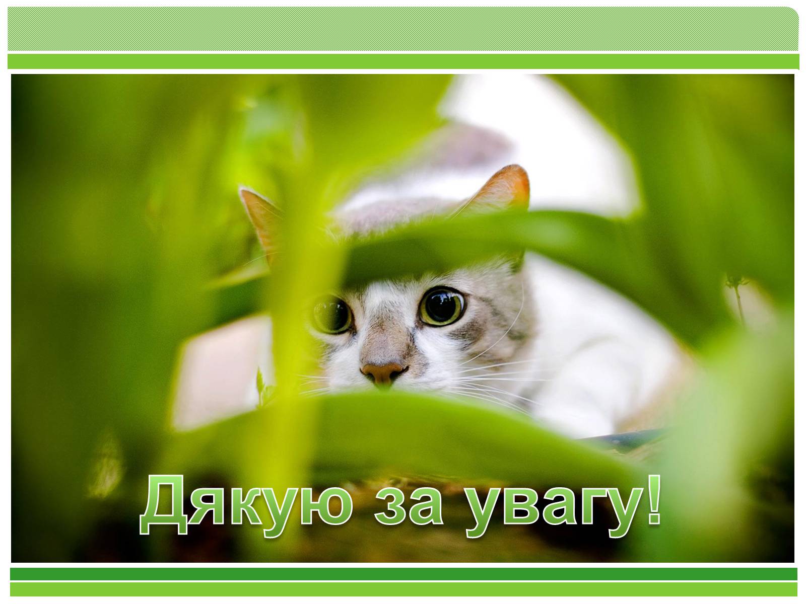 Презентація на тему «Коти» - Слайд #9 Презентація на тему «Коти» - Слайд #9