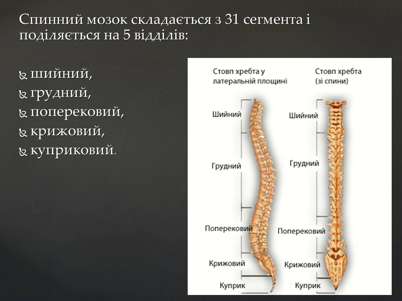 Презентація на тему «Спинний мозок» (варіант 2) - Слайд #4 Презентація на тему «Спинний мозок» (варіант 2) - Слайд #4