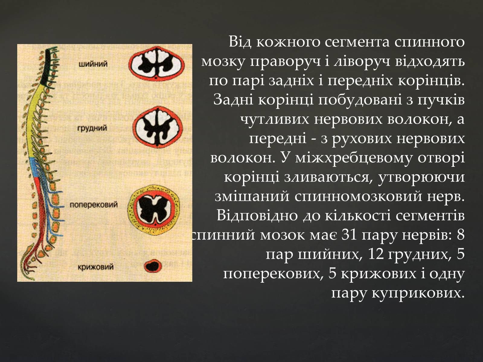 Презентація на тему «Спинний мозок» (варіант 2) - Слайд #5 Презентація на тему «Спинний мозок» (варіант 2) - Слайд #5