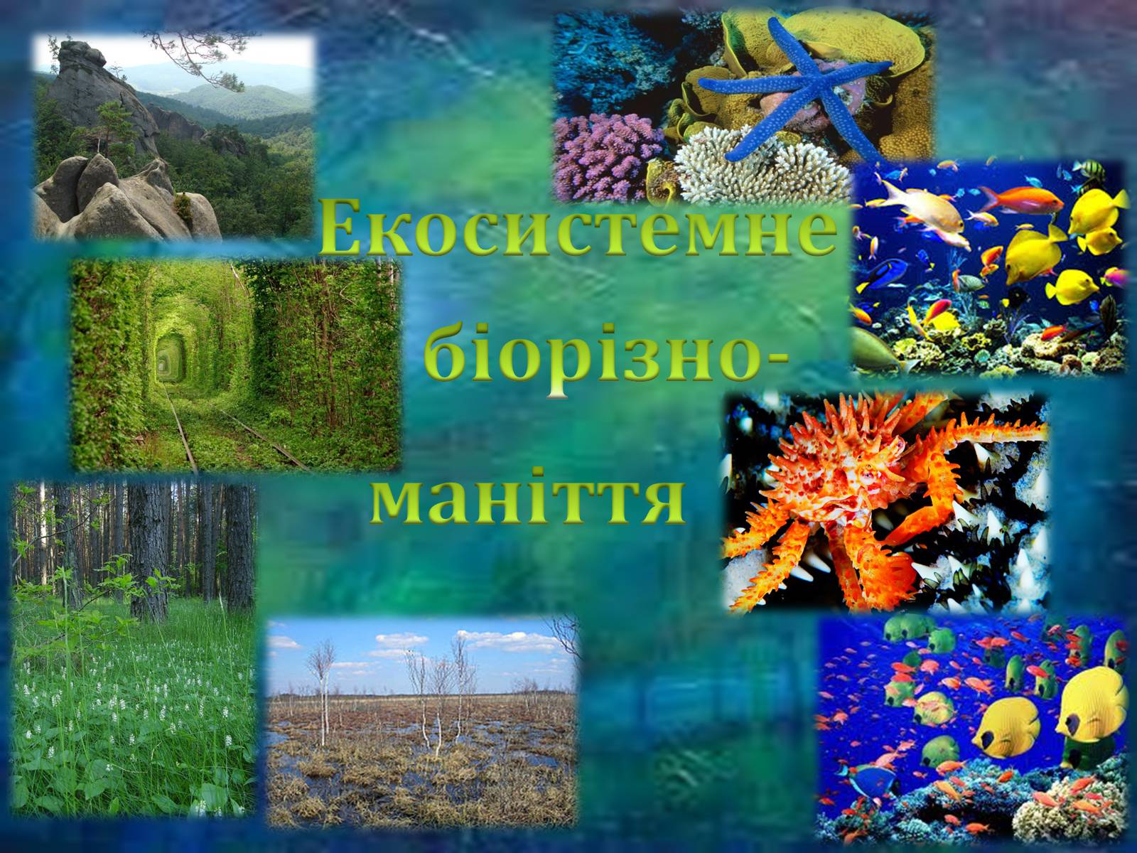 Презентація на тему «Біорізноманіття» (варіант 6) - Слайд #9 Презентація на тему «Біорізноманіття» (варіант 6) - Слайд #9