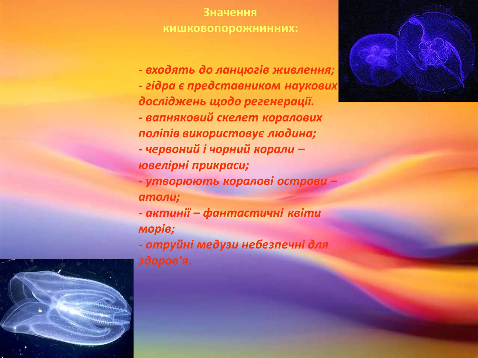 Презентація на тему «Кишковопорожнинні та їх значення» - Слайд #11 Презентація на тему «Кишковопорожнинні та їх значення» - Слайд #11