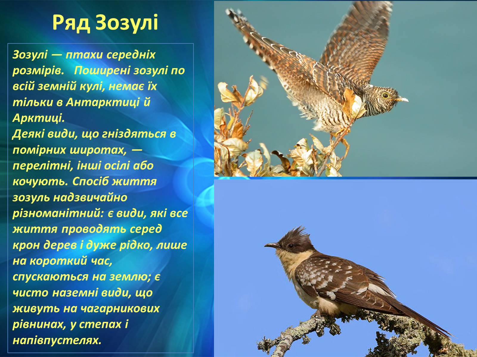 Презентація на тему «Різноманітність птахів» (варіант 2) - Слайд #5 Презентація на тему «Різноманітність птахів» (варіант 2) - Слайд #5