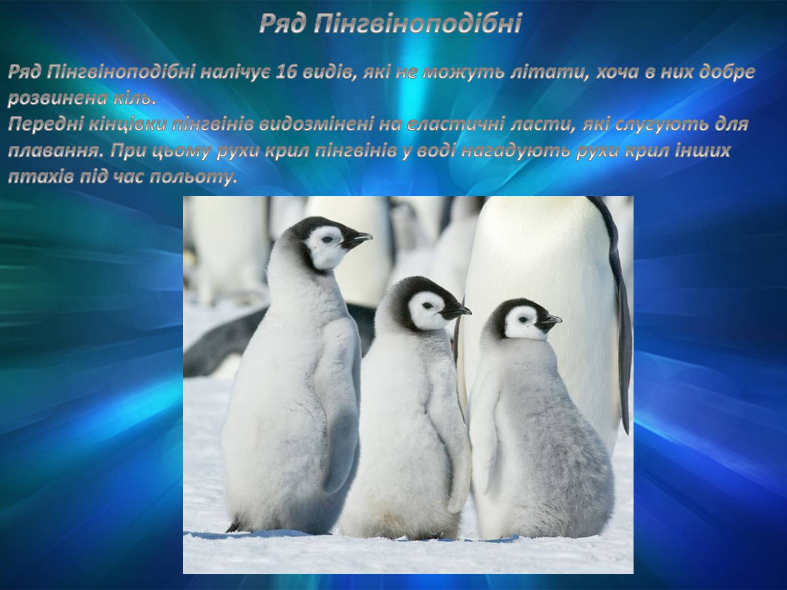 Презентація на тему «Різноманітність птахів» (варіант 2) - Слайд #7 Презентація на тему «Різноманітність птахів» (варіант 2) - Слайд #7