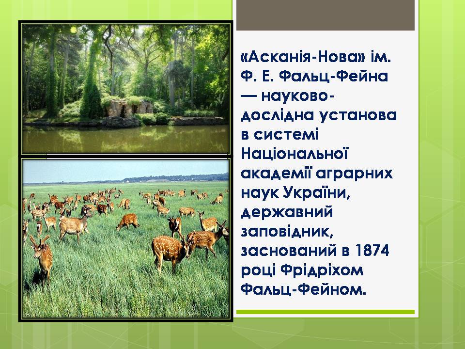 Презентація на тему «Асканія Нова» (варіант 11) - Слайд #2 Презентація на тему «Асканія Нова» (варіант 11) - Слайд #2