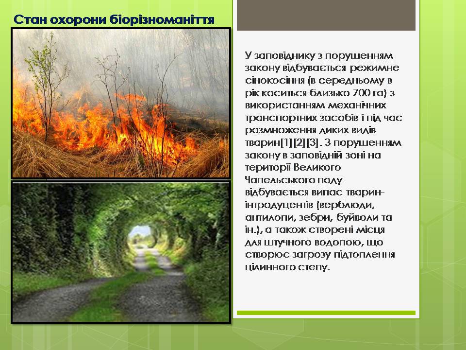 Презентація на тему «Асканія Нова» (варіант 11) - Слайд #8 Презентація на тему «Асканія Нова» (варіант 11) - Слайд #8