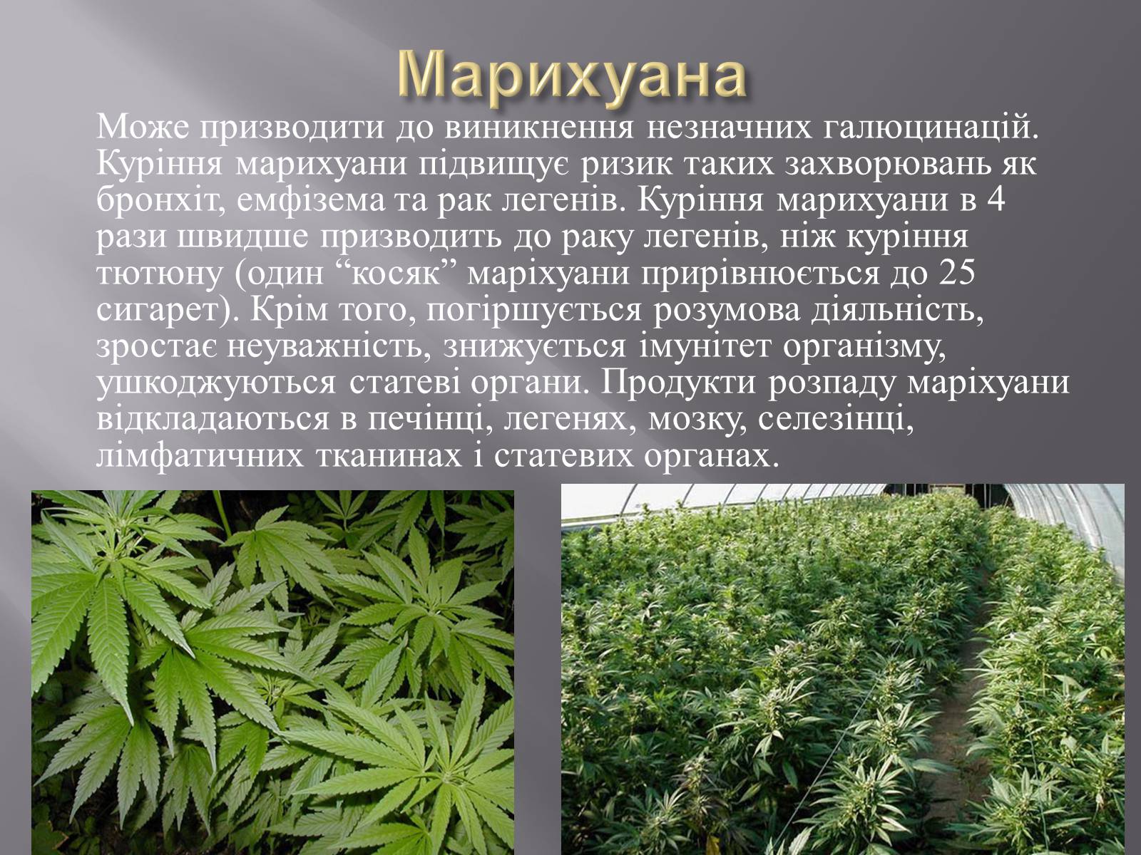 Презентація на тему «Наркотичні речовини» (варіант 2) - Слайд #8 Презентація на тему «Наркотичні речовини» (варіант 2) - Слайд #8