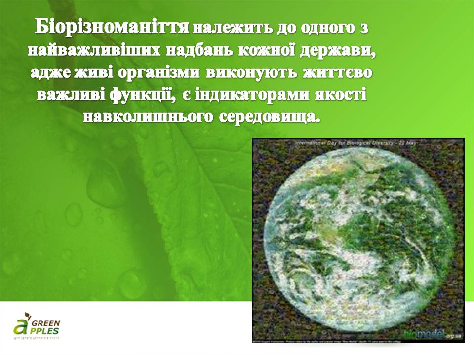 Презентація на тему «Біорізноманіття» (варіант 10) - Слайд #12 Презентація на тему «Біорізноманіття» (варіант 10) - Слайд #12