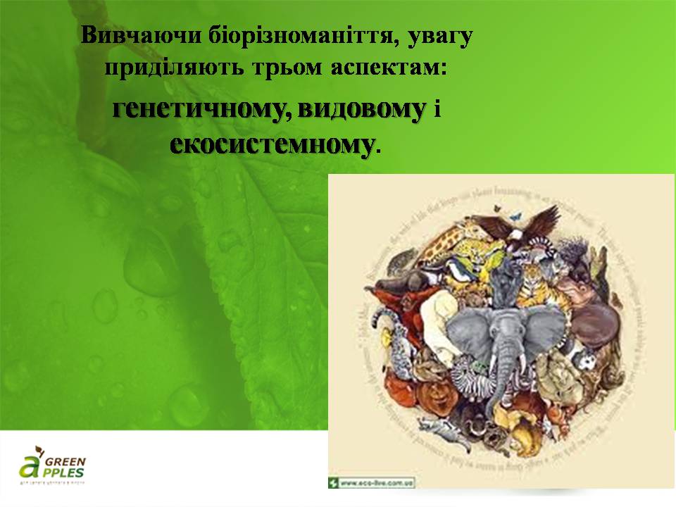 Презентація на тему «Біорізноманіття» (варіант 10) - Слайд #15 Презентація на тему «Біорізноманіття» (варіант 10) - Слайд #15