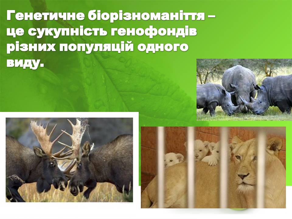 Презентація на тему «Біорізноманіття» (варіант 10) - Слайд #16 Презентація на тему «Біорізноманіття» (варіант 10) - Слайд #16