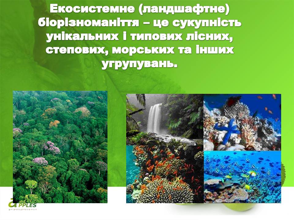Презентація на тему «Біорізноманіття» (варіант 10) - Слайд #18 Презентація на тему «Біорізноманіття» (варіант 10) - Слайд #18