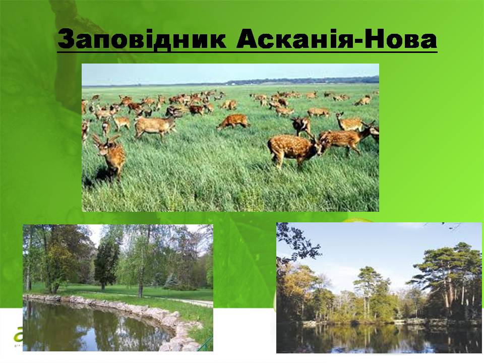 Презентація на тему «Біорізноманіття» (варіант 10) - Слайд #28 Презентація на тему «Біорізноманіття» (варіант 10) - Слайд #28