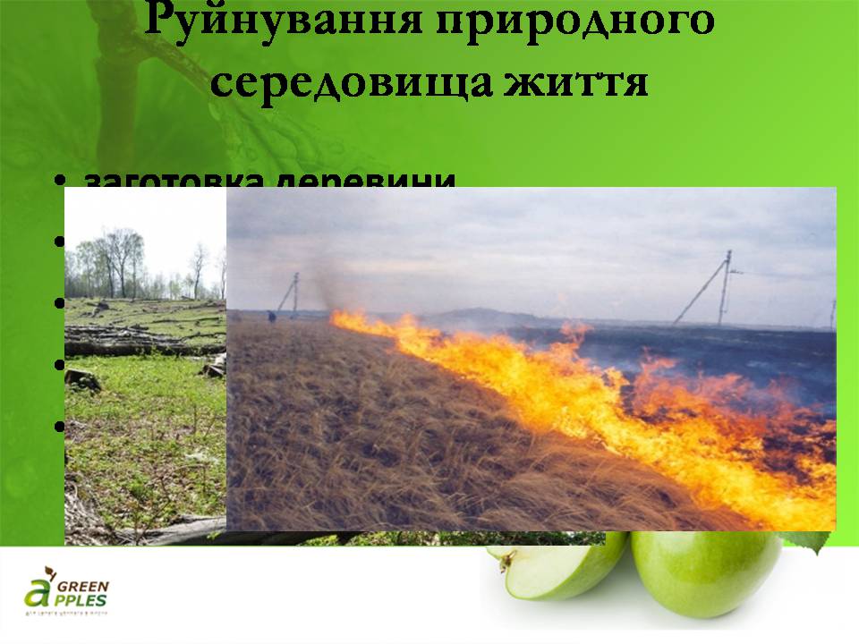 Презентація на тему «Біорізноманіття» (варіант 10) - Слайд #6 Презентація на тему «Біорізноманіття» (варіант 10) - Слайд #6