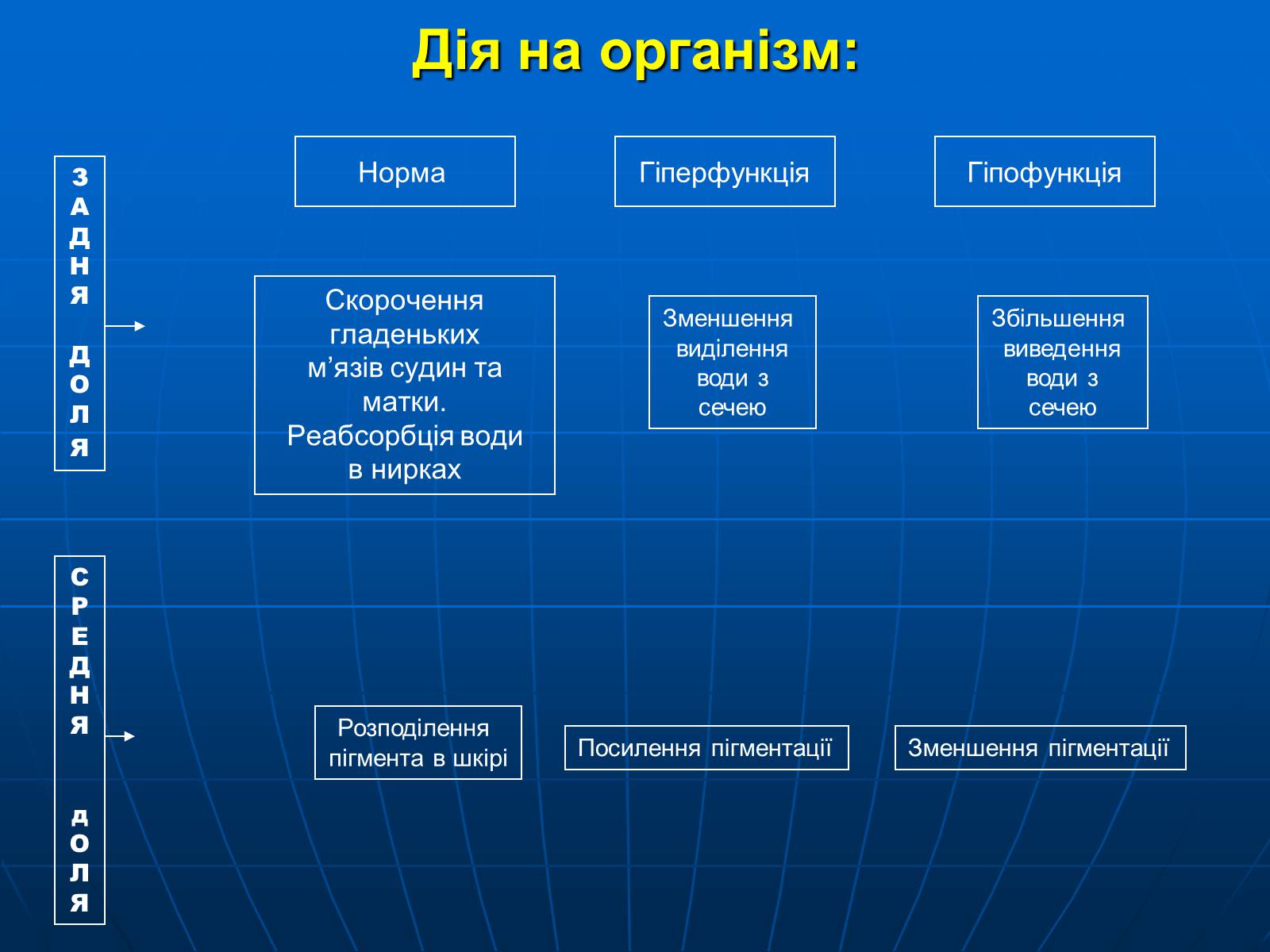Презентація на тему «Залози внутрішньої секреції» - Слайд #13 Презентація на тему «Залози внутрішньої секреції» - Слайд #13