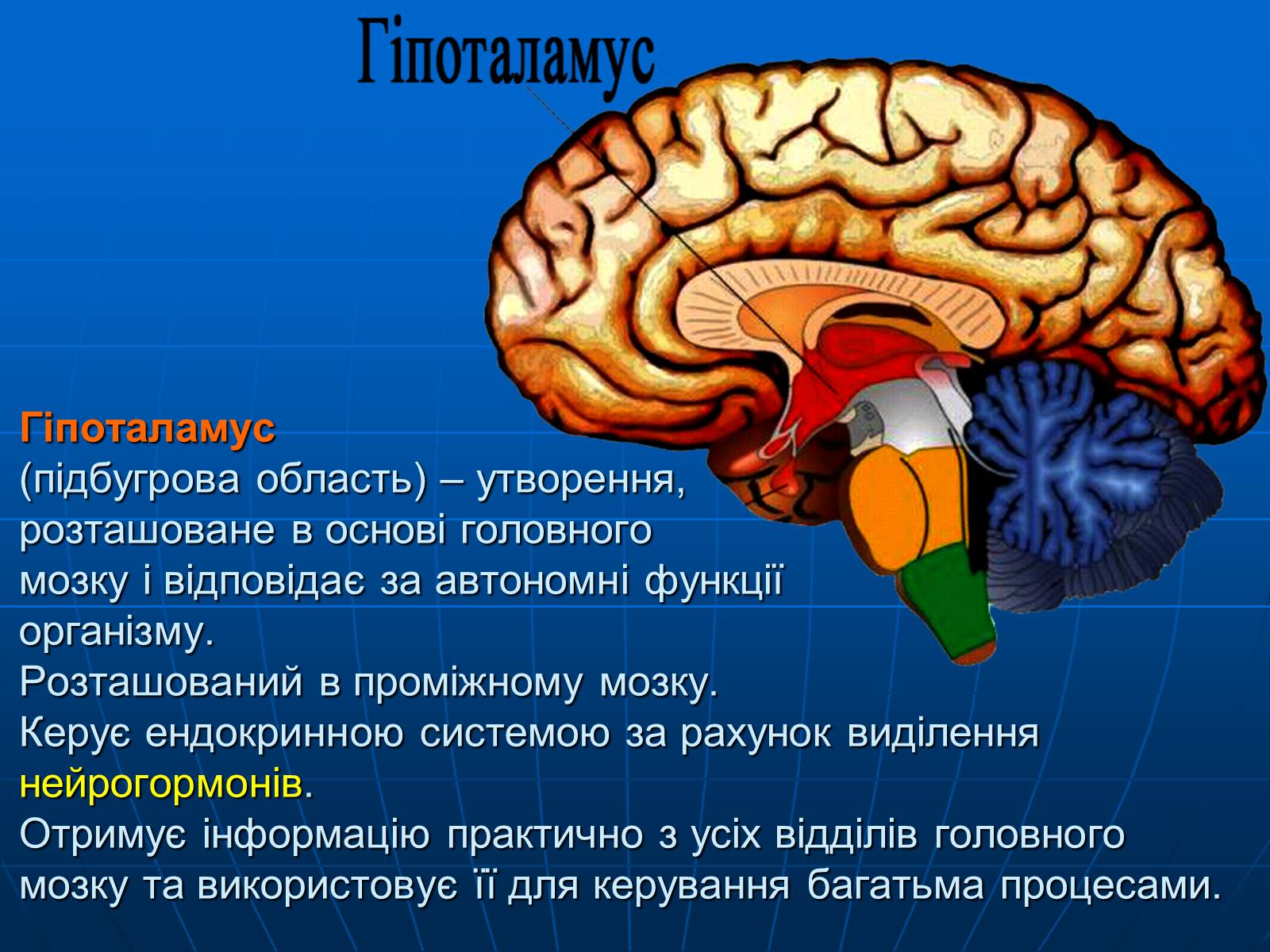 Презентація на тему «Залози внутрішньої секреції» - Слайд #14 Презентація на тему «Залози внутрішньої секреції» - Слайд #14