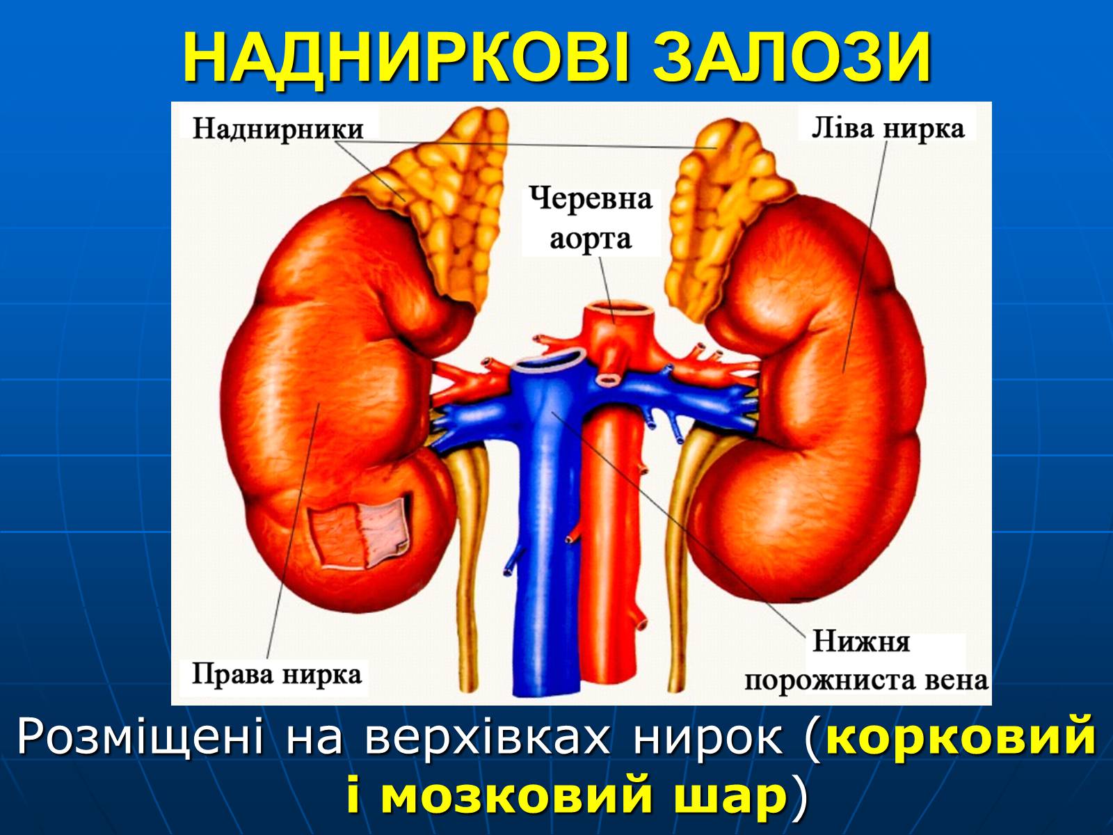 Презентація на тему «Залози внутрішньої секреції» - Слайд #24 Презентація на тему «Залози внутрішньої секреції» - Слайд #24