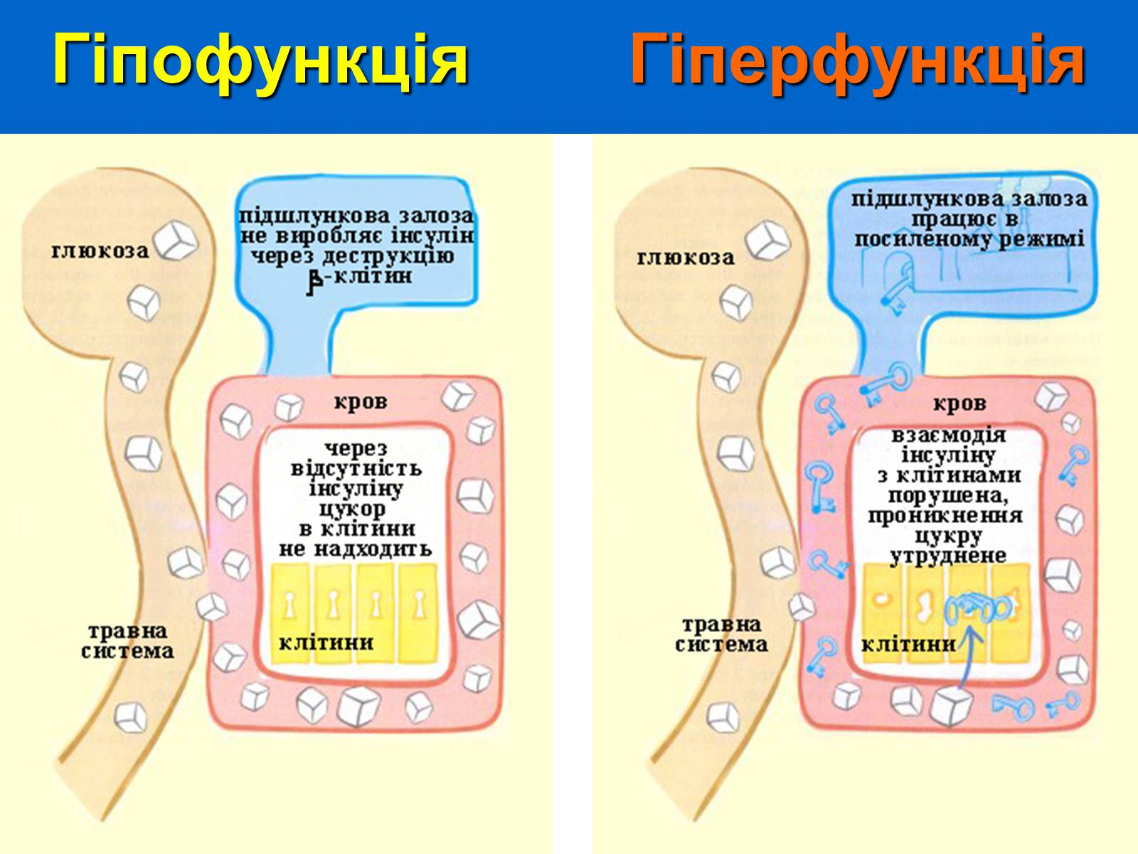 Презентація на тему «Залози внутрішньої секреції» - Слайд #30 Презентація на тему «Залози внутрішньої секреції» - Слайд #30
