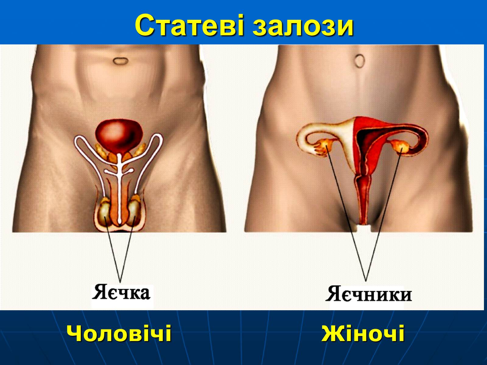 Презентація на тему «Залози внутрішньої секреції» - Слайд #33 Презентація на тему «Залози внутрішньої секреції» - Слайд #33