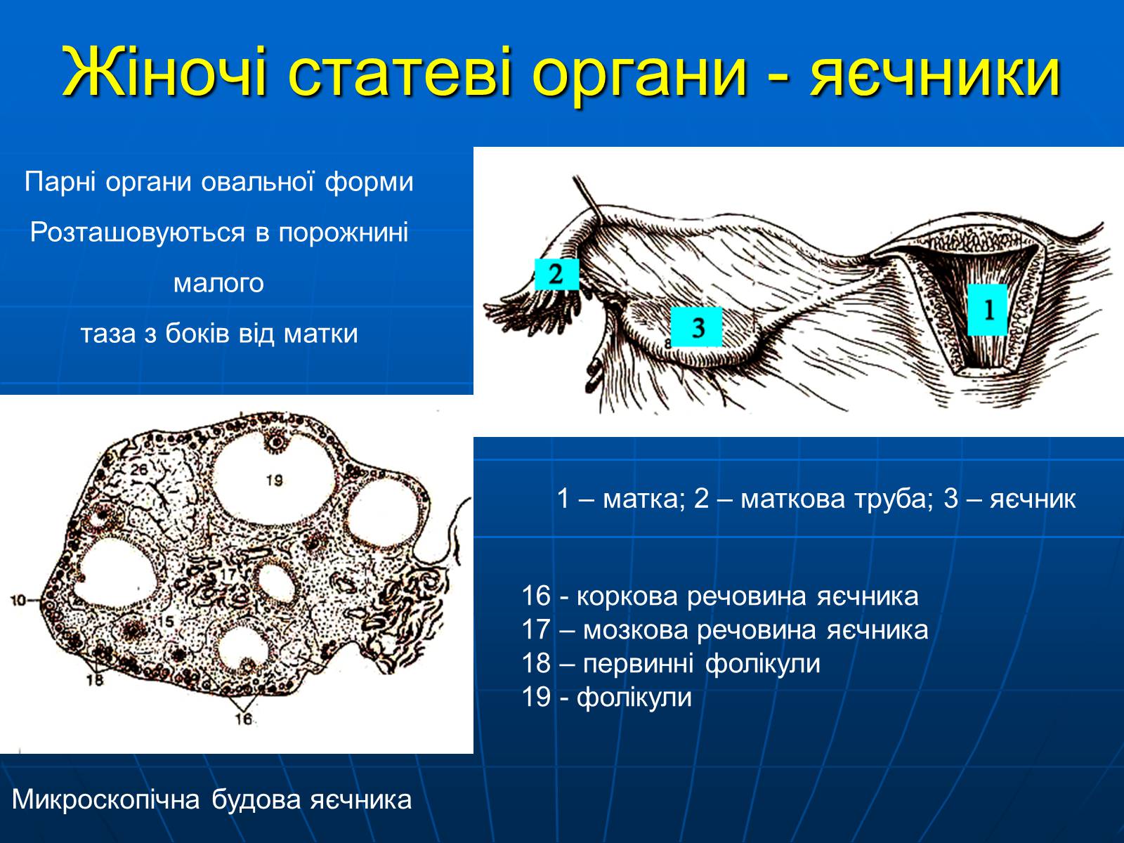 Презентація на тему «Залози внутрішньої секреції» - Слайд #34 Презентація на тему «Залози внутрішньої секреції» - Слайд #34