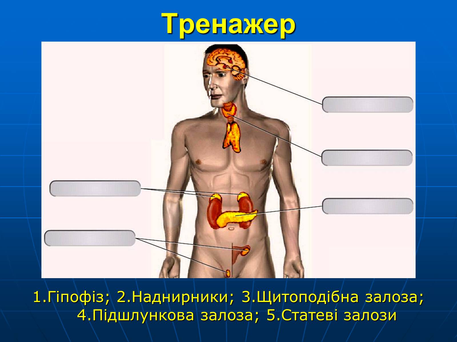 Презентація на тему «Залози внутрішньої секреції» - Слайд #38 Презентація на тему «Залози внутрішньої секреції» - Слайд #38