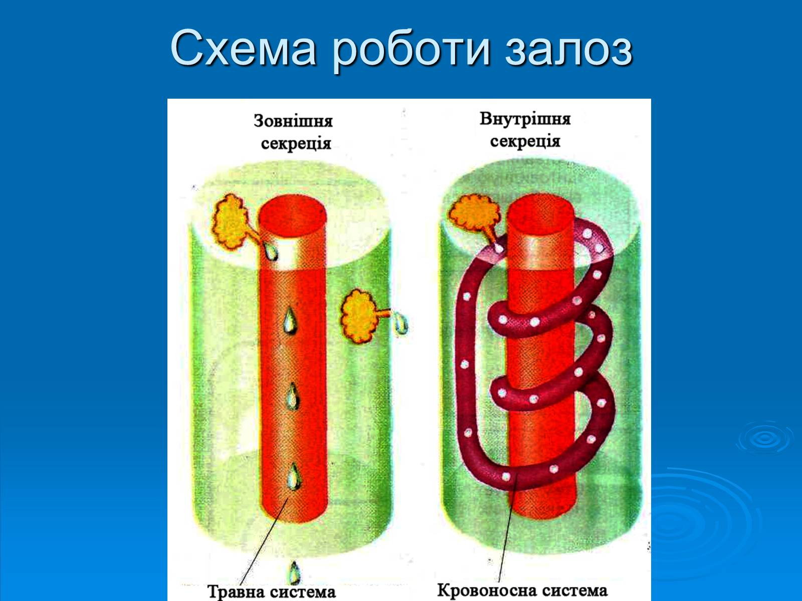 Презентація на тему «Залози внутрішньої секреції» - Слайд #5 Презентація на тему «Залози внутрішньої секреції» - Слайд #5
