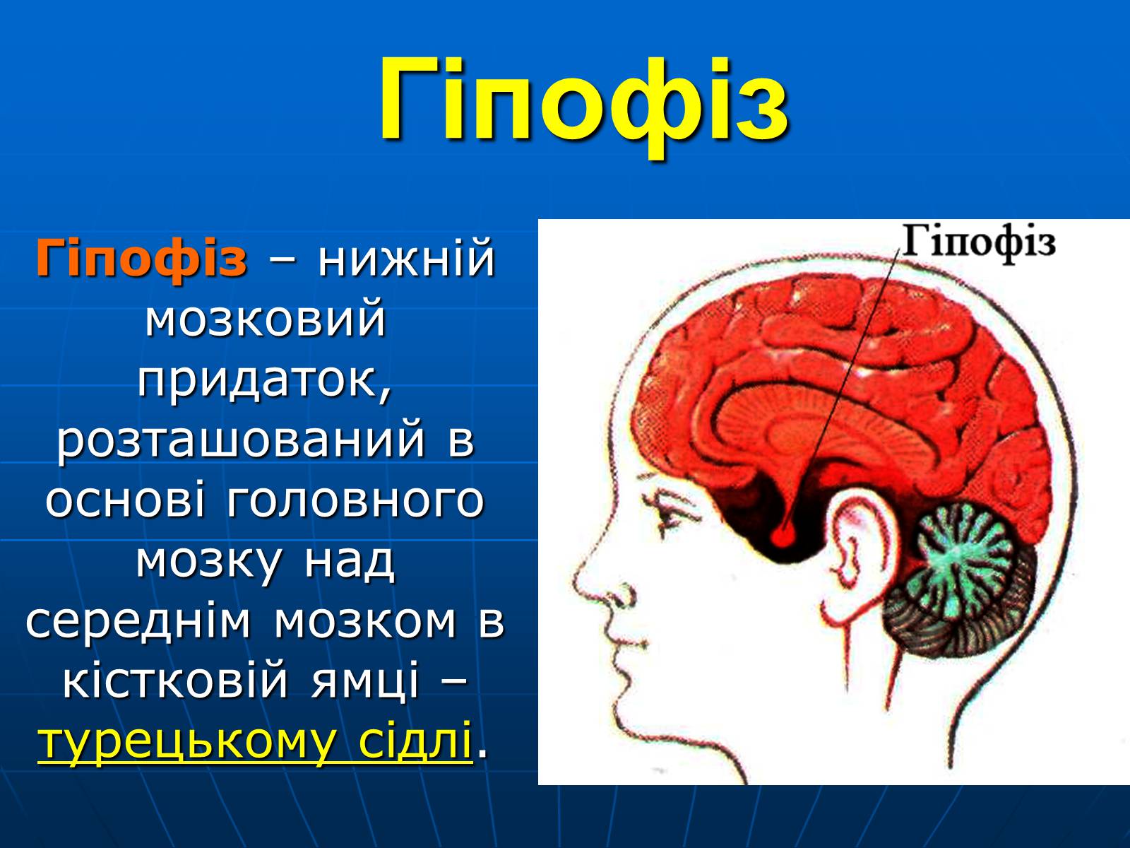 Презентація на тему «Залози внутрішньої секреції» - Слайд #8 Презентація на тему «Залози внутрішньої секреції» - Слайд #8